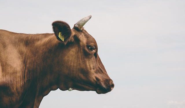 cow