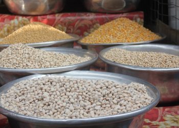 gmo ghana cowpeas