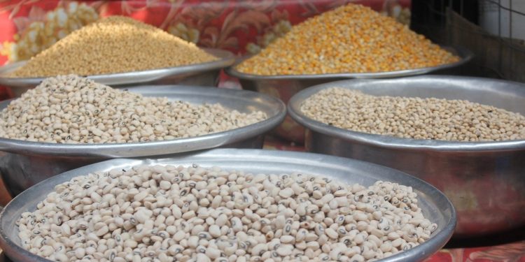 gmo ghana cowpeas