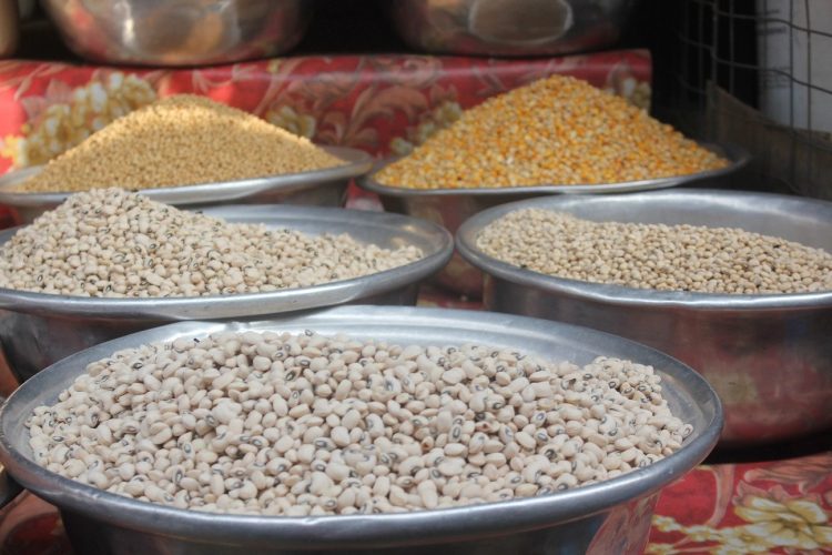 gmo ghana cowpeas