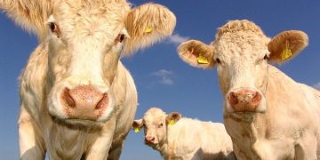 cow