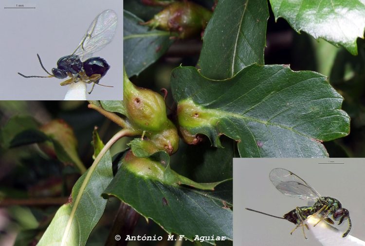 vespa-das-galhas-do-castanheiro
