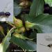 vespa-das-galhas-do-castanheiro