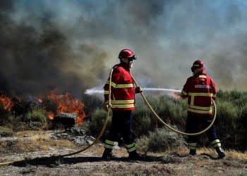 icnf ecossistemas incêndios