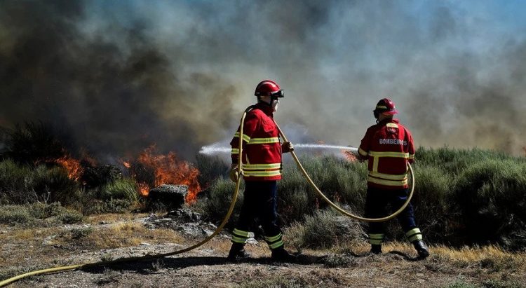 icnf ecossistemas incêndios