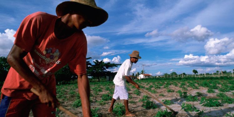 imigrantes agricultura