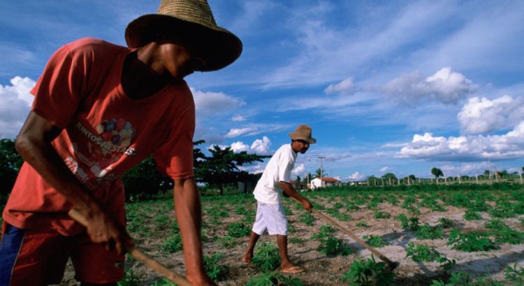 imigrantes agricultura