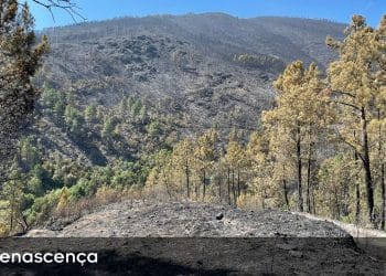 incendio serra