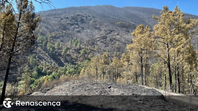 incendio serra