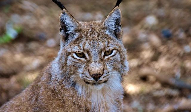 lince