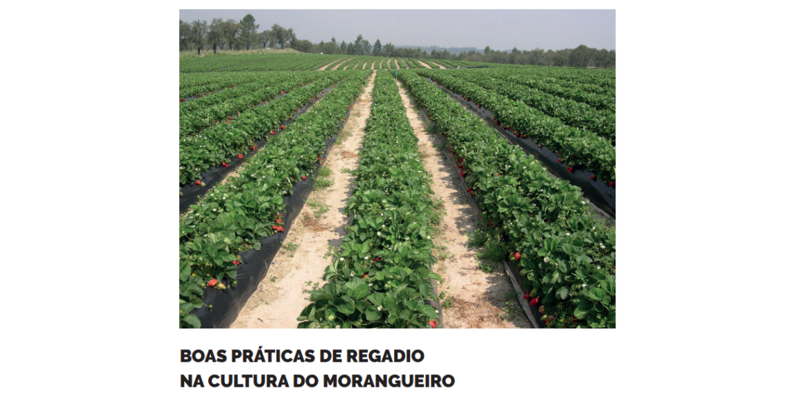 boas-pr-ticas-de-regadio-na-cultura-do-morangueiro-agroportal