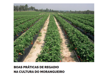 regadio morangueiro