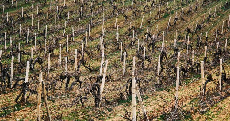 uvas em ano de seca