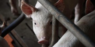 pig