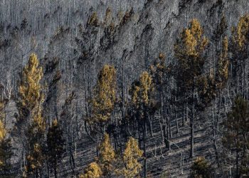 prejuizo incendios serra