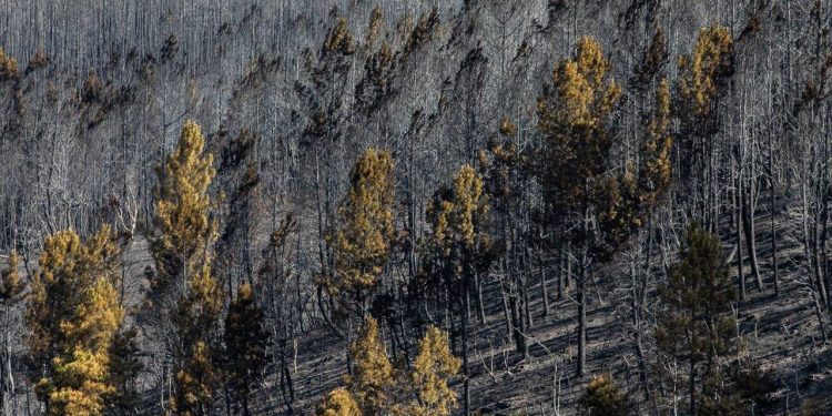 prejuizo incendios serra