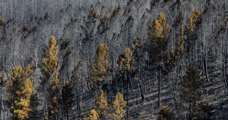 prejuizo incendios serra