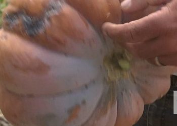 produção hortícola na região oeste