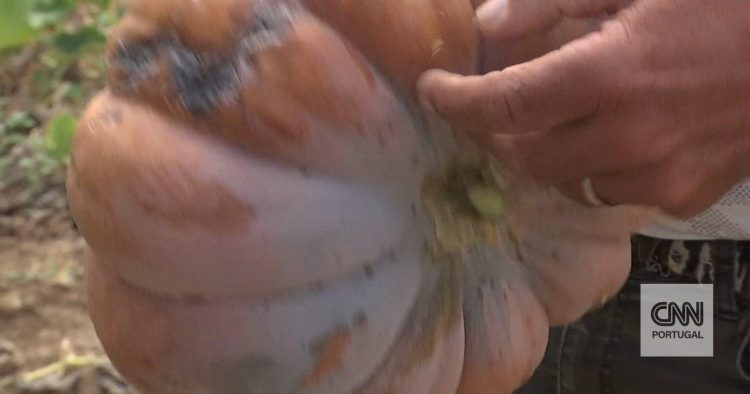 produção hortícola na região oeste