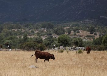 seca produção animal