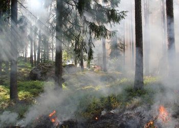 forest fire