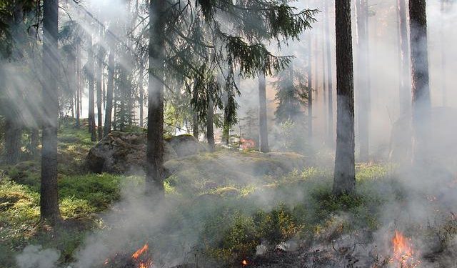 forest fire