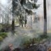 forest fire