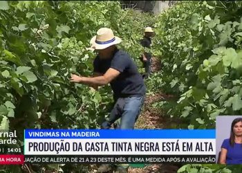 vindimas da Madeira