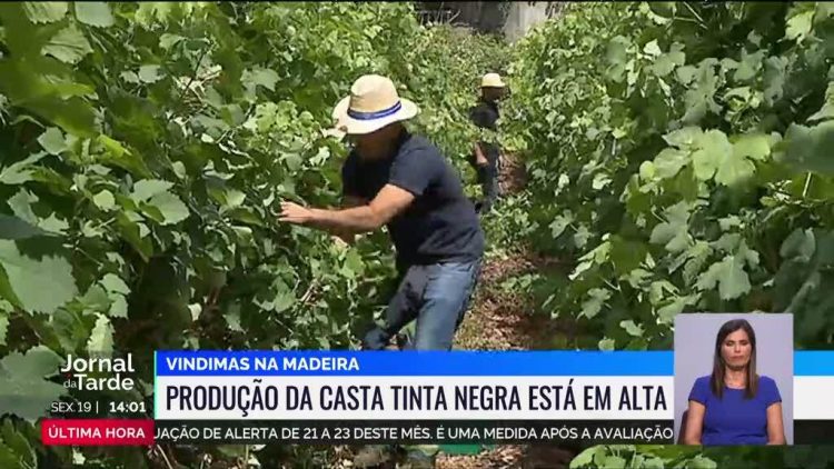 vindimas da Madeira