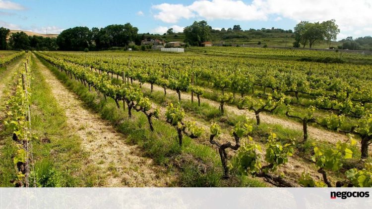 exportações vinho