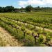 exportações vinho