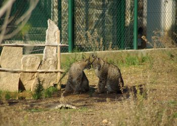Centro Nacional de Reprodução de Lince Ibérico