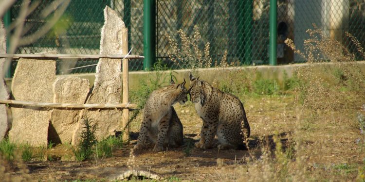 Centro Nacional de Reprodução de Lince Ibérico