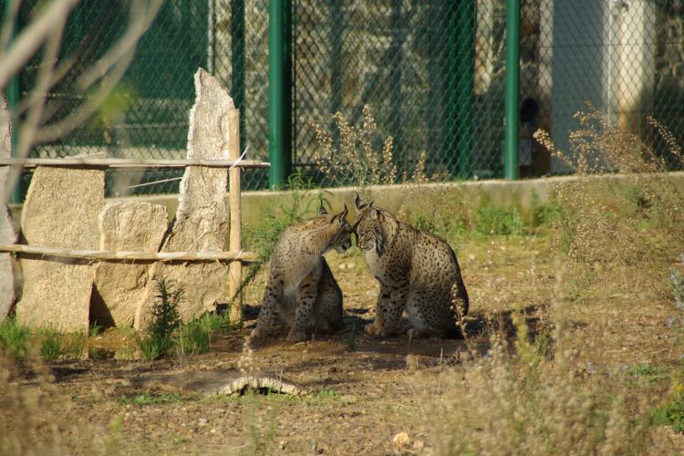 Centro Nacional de Reprodução de Lince Ibérico