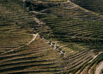 vinha e o vinho