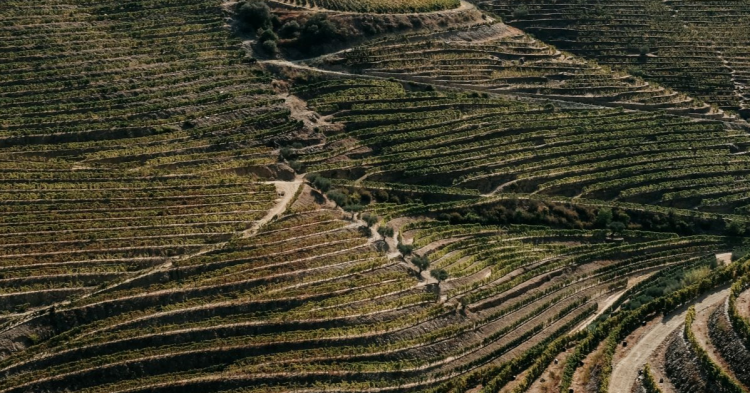 vinha e o vinho
