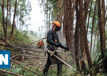 Emprego certo na floresta
