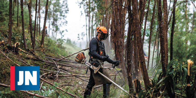 Emprego certo na floresta