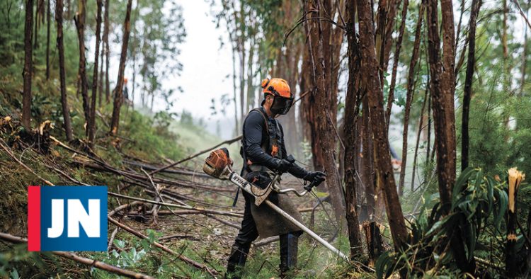 Emprego certo na floresta