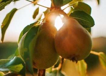 Fruta europeia pesticidas perigosos