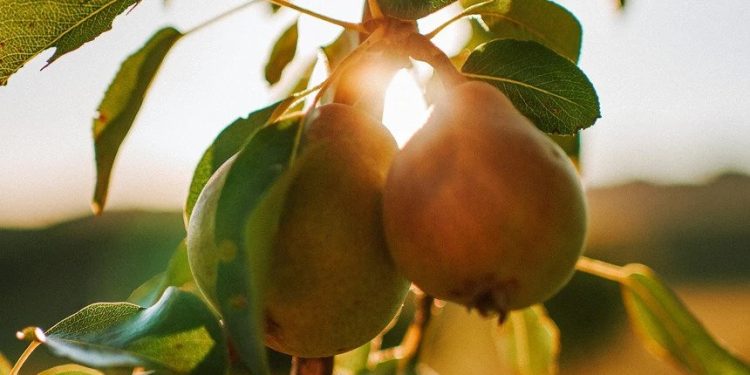 Fruta europeia pesticidas perigosos