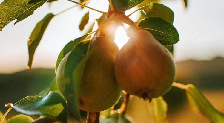 Fruta europeia pesticidas perigosos