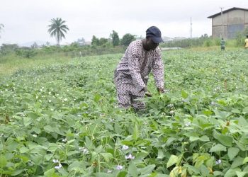 Ghana’s GM cowpea