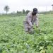 Ghana’s GM cowpea