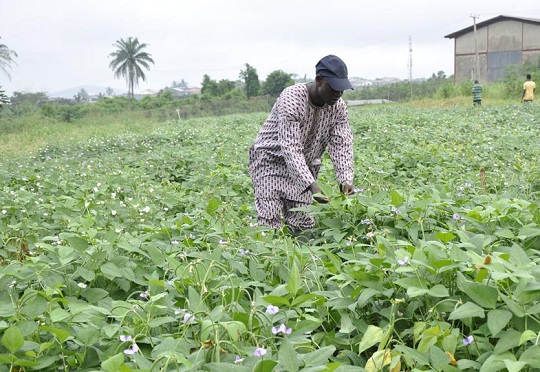 Ghana’s GM cowpea