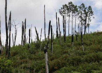 centrais de biomassa