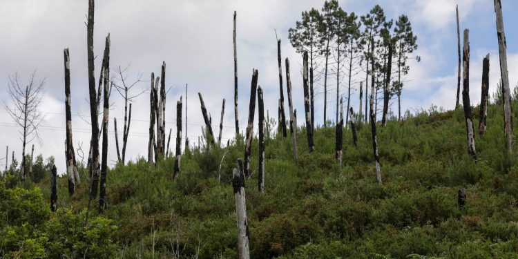 centrais de biomassa