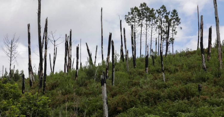 centrais de biomassa