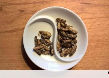 insectos alimentação sustentável