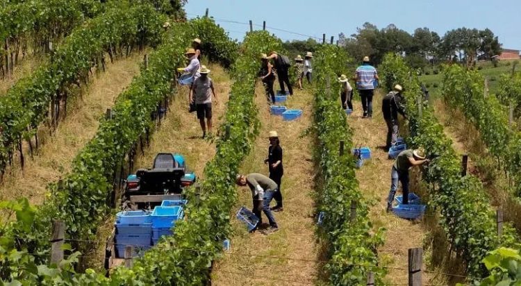 Produtores de vinho